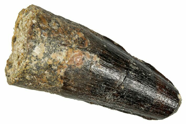 Fossil Spinosaurus Tooth - Real Dinosaur Tooth #350103